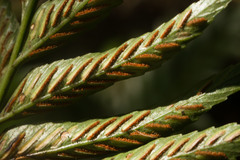 Asplenium kaulfussii