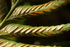 Asplenium kaulfussii