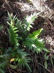 Asplenium kaulfussii