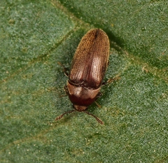 Trixagus dermestoides