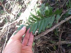 Asplenium kaulfussii