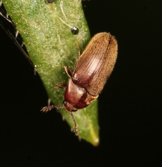 Trixagus dermestoides