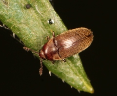 Trixagus dermestoides