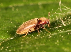 Trixagus dermestoides