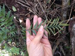 Asplenium kaulfussii