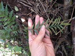 Asplenium kaulfussii