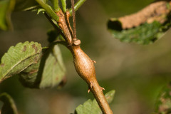 Eutreta xanthochaeta