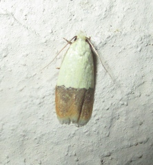 Odites natalensis