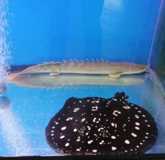 Nile Bichir photo 4