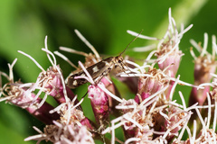 Scythris scopolella