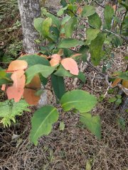Diospyros hillebrandii
