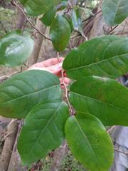 Antidesma platyphyllum