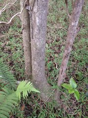 Antidesma platyphyllum