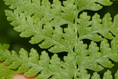 Microlepia strigosa