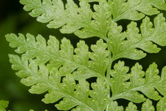Microlepia strigosa