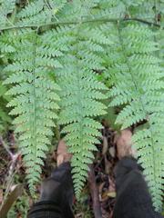 Microlepia strigosa