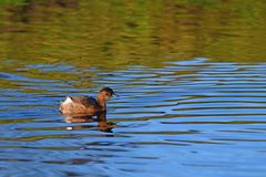 Tachybaptus ruficollis