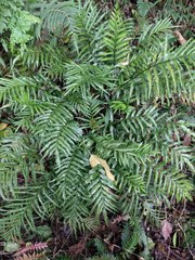 Asplenium kaulfussii
