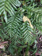 Asplenium kaulfussii