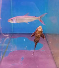 Hydrocynus forskahlii