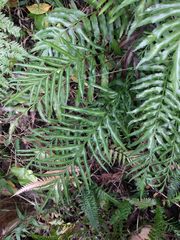 Asplenium kaulfussii