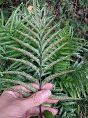 Asplenium kaulfussii