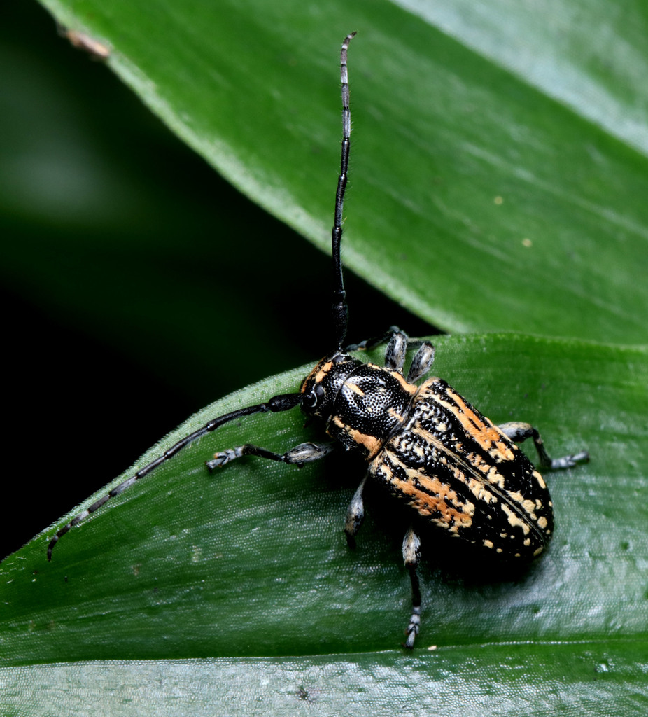Ancita crocogaster in December 2021 by Julie Newton · iNaturalist