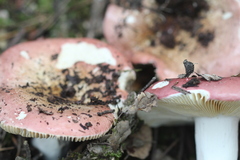 Russula vinosobrunnea
