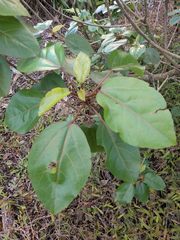 Hibiscus arnottianus