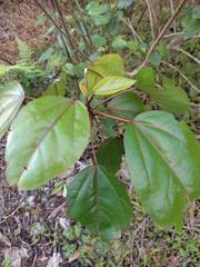 Hibiscus arnottianus