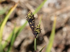 Carex atrata