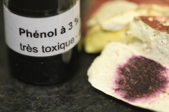 Russula vinosobrunnea