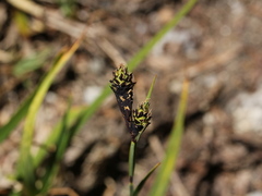 Carex atrata