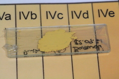 Russula vinosobrunnea