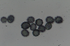 Russula vinosobrunnea