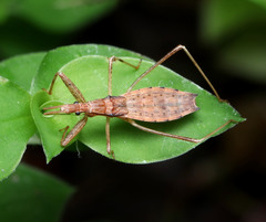 Sastrapada australica