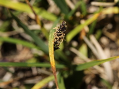 Carex atrata