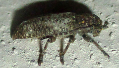 Apomecyna binubila binubila