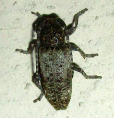 Apomecyna binubila binubila