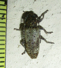 Apomecyna binubila binubila