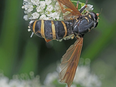 Temnostoma bombylans