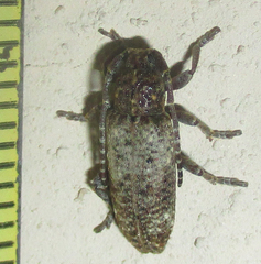 Apomecyna binubila binubila