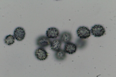 Russula vinosobrunnea