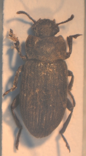 Representative image of Gonocephalum prolixum