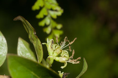 Coprosma foliosa