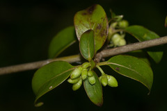 Coprosma foliosa