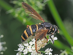 Temnostoma bombylans