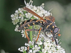 Temnostoma bombylans
