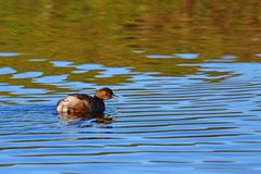 Tachybaptus ruficollis