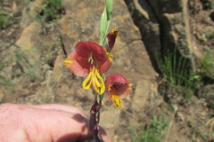 Gladiolus woodii